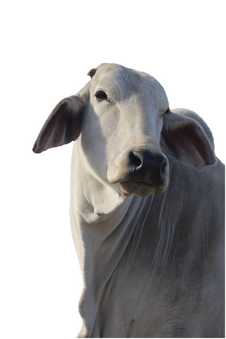 Vaca